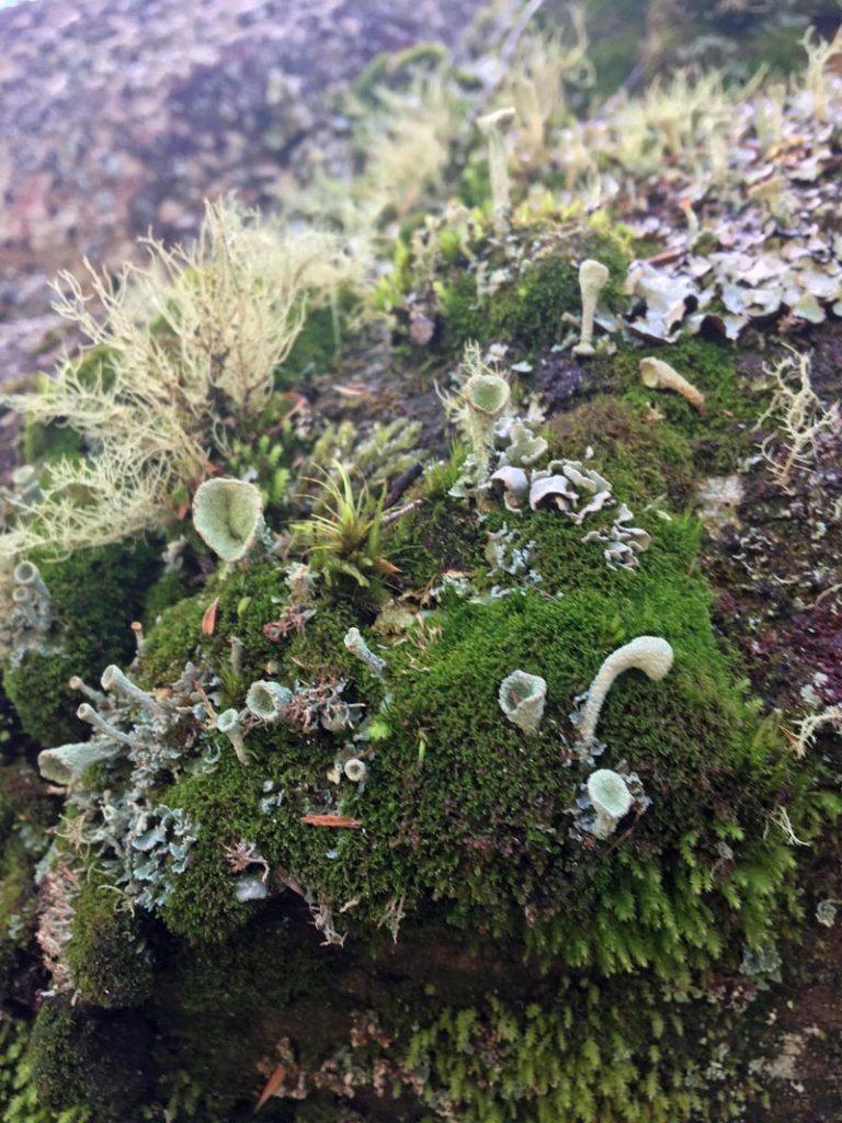 A moss and lichen magic garden: Lou Cunningham